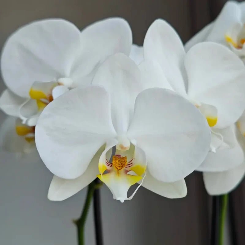 White Moth Orchid Seeds - Verdseeds